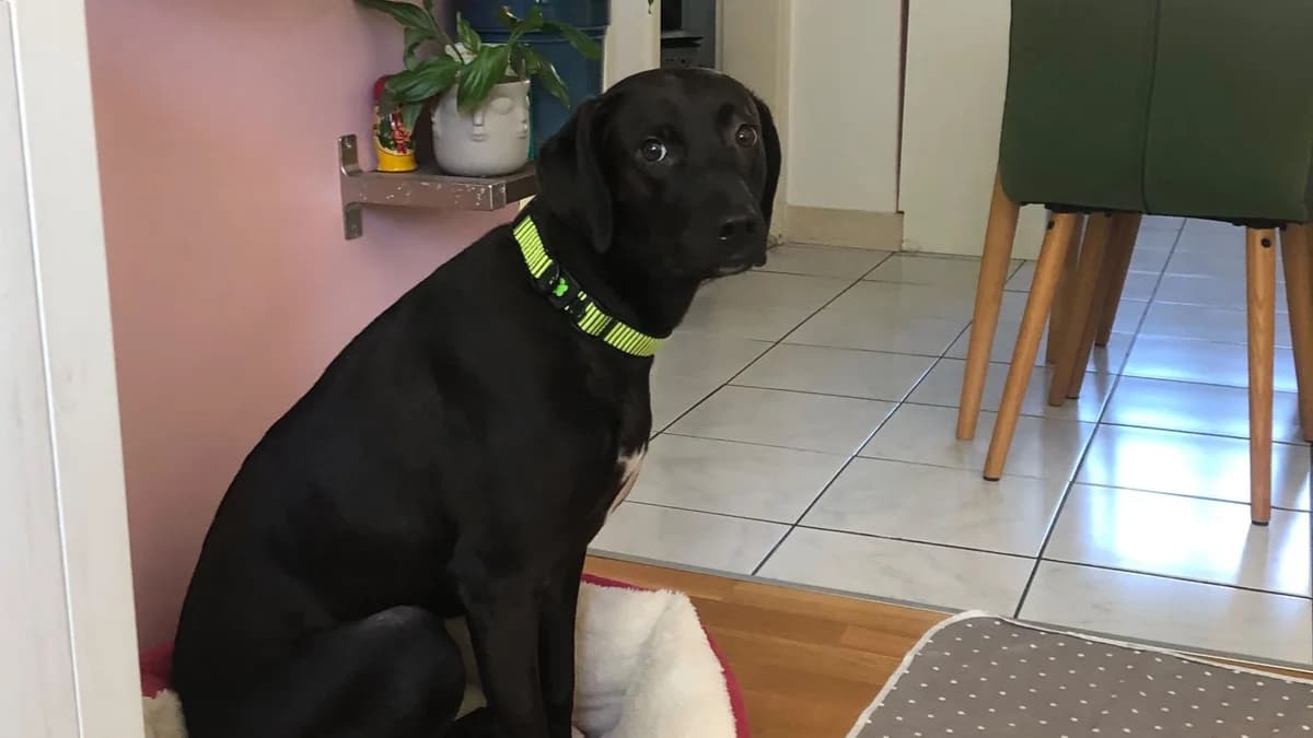 Koni, male young Labrador Retriever for adoption at Nordic Strays e.V.