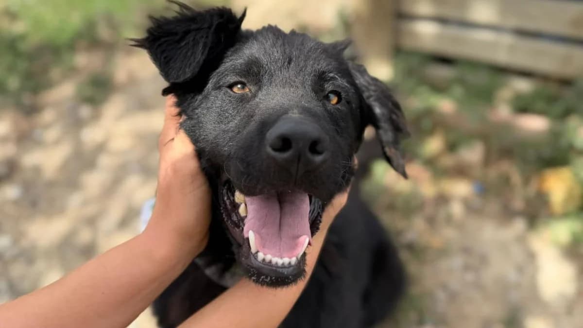 Rubin (31621 Pennigsehl), male young German Shepherd for adoption at Nordic Strays e.V.