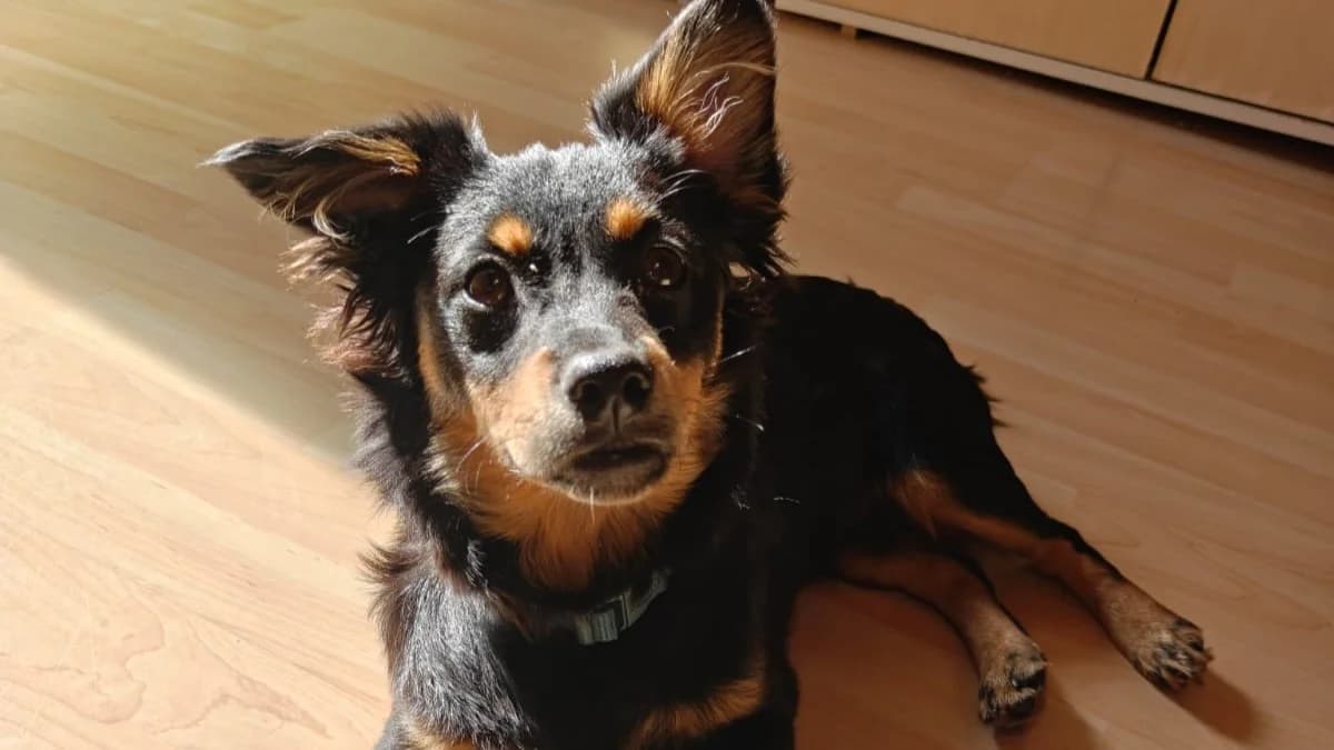 Taro (38173 Veltheim (Ohe) ), schwarz male puppy Mixed Breed for adoption at Nordic Strays e.V.