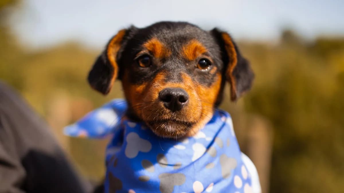 Lara, schwarz female puppy Mixed Breed for adoption at Nordic Strays e.V.
