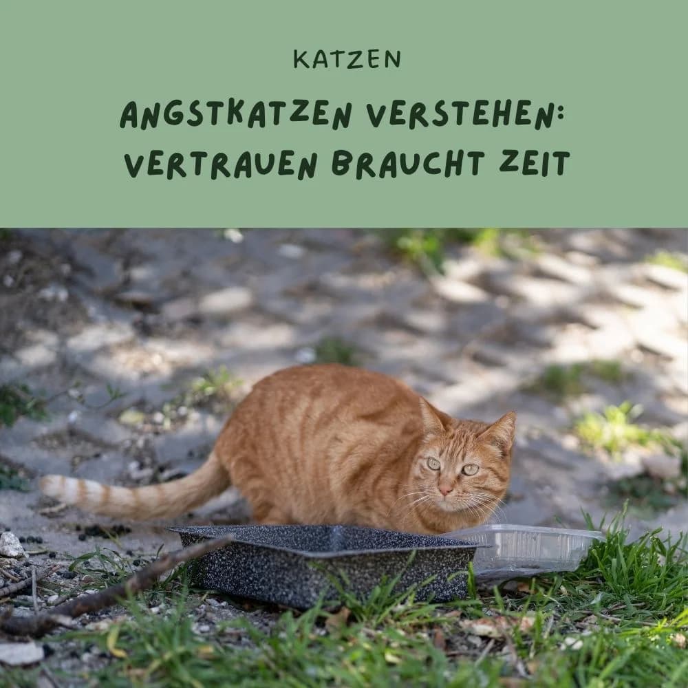 Angstkatzen verstehen, Mixed Breed for adoption at Nordic Strays e.V.