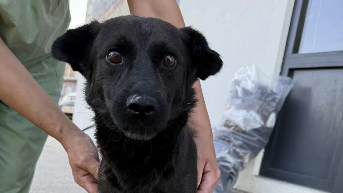 Namenspate gesucht –, male young Mixed Breed for adoption at Nordic Strays e.V.