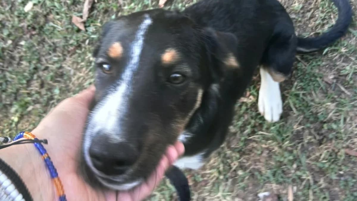 Karl, male puppy Mixed Breed for adoption at Nordic Strays e.V.
