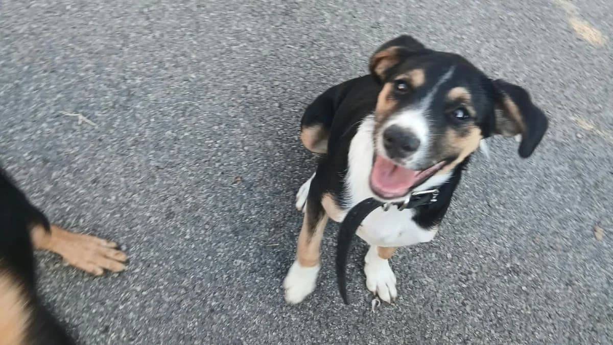 Sheyla, female puppy Mixed Breed for adoption at Nordic Strays e.V.