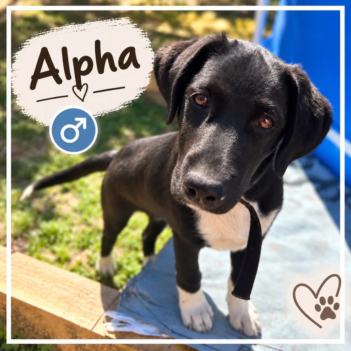 Alpha, male puppy Mixed Breed for adoption at Nordic Strays e.V.