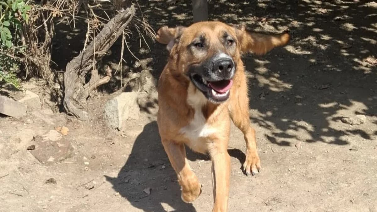 Magnus, male young Mixed Breed for adoption at Nordic Strays e.V.