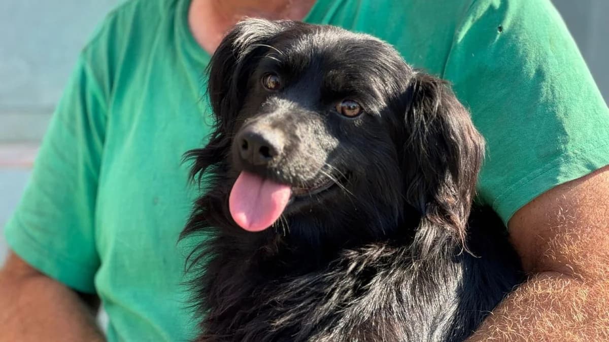 Koko, male 4yo Mixed Breed for adoption at Nordic Strays e.V.