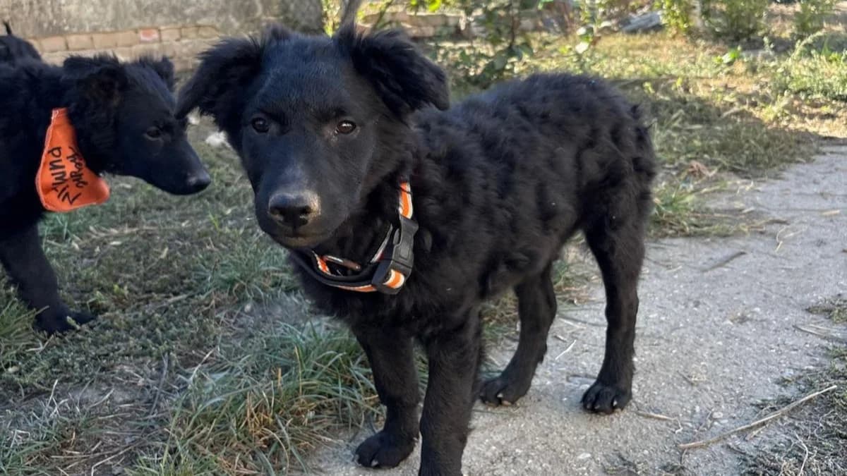 Blue, male puppy German Shepherd for adoption at Nordic Strays e.V.