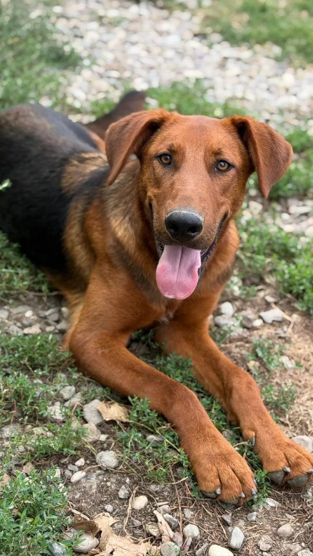 Petar, male young Mixed Breed for adoption at Nordic Strays e.V.