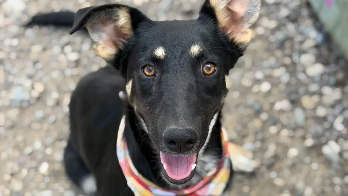 Louna, male young German Shepherd for adoption at Nordic Strays e.V.