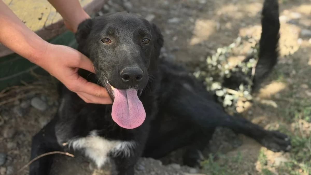 Mima, weiß male young German Shepherd for adoption at Nordic Strays e.V.