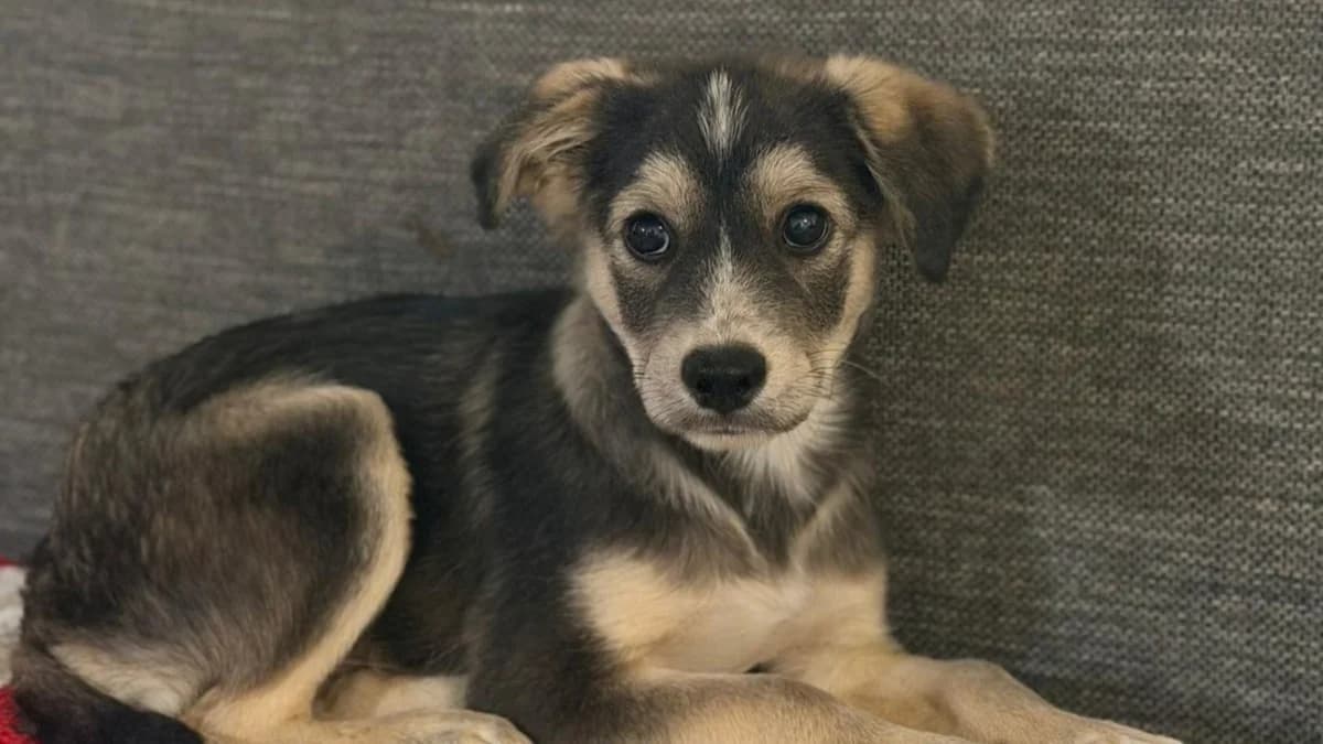 Mišo, male puppy Mixed Breed for adoption at Nordic Strays e.V.