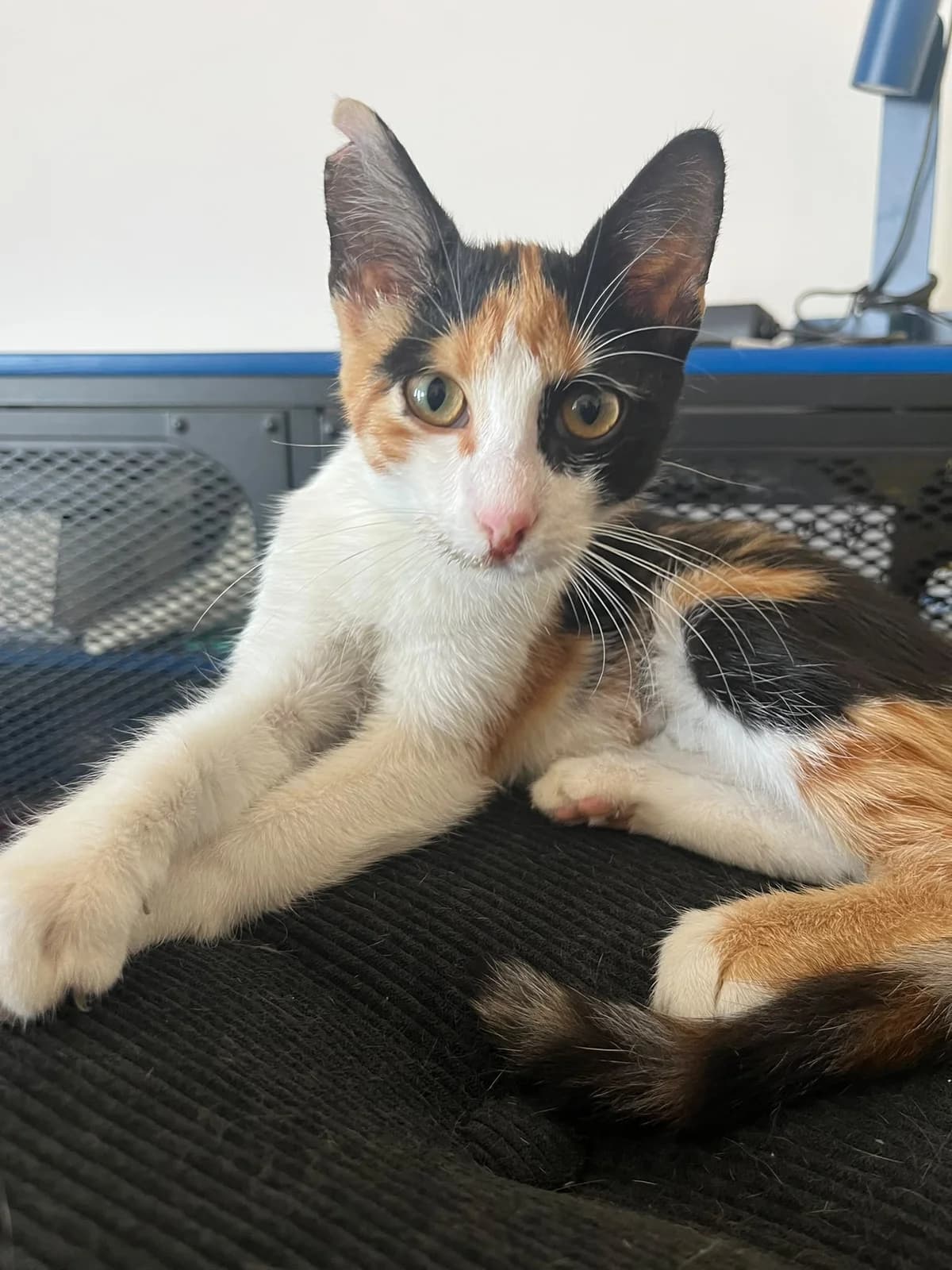 Shila, female Mixed Breed for adoption at Nordic Strays e.V.