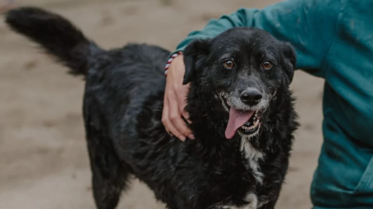 Loki, weiΓ male 6yo Mixed Breed for adoption at Nordic Strays e.V.