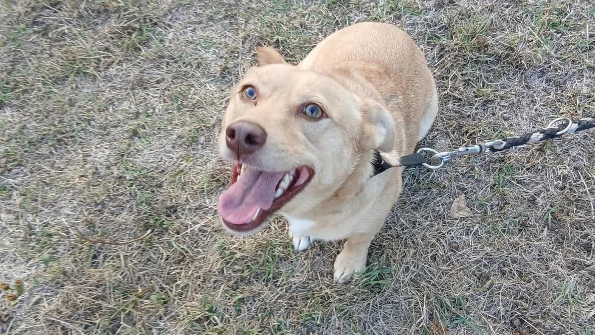 Snowflake, male 4yo Mixed Breed for adoption at Nordic Strays e.V.