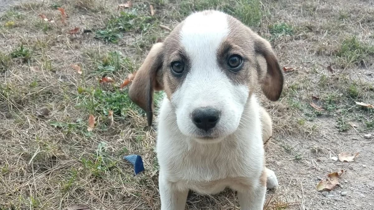 Loona, braun male puppy Mixed Breed for adoption at Nordic Strays e.V.