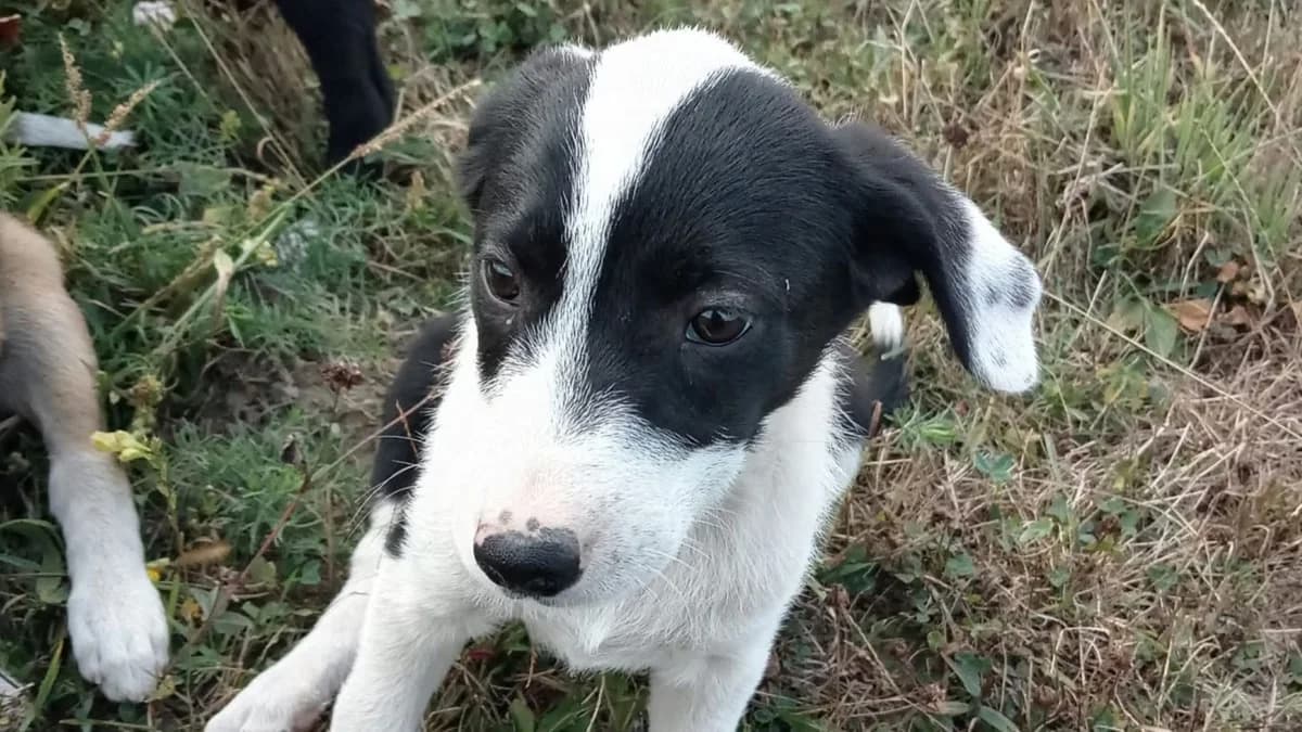 Lena, schwarz male puppy Mixed Breed for adoption at Nordic Strays e.V.