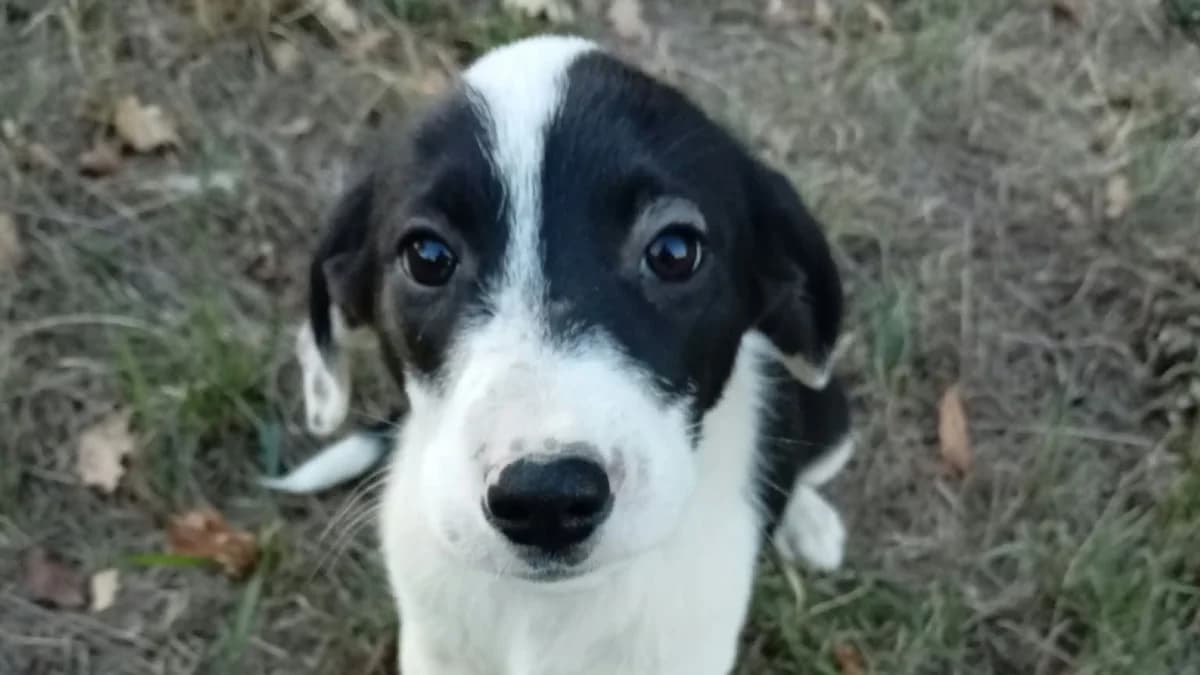 Lena, schwarz male puppy Mixed Breed for adoption at Nordic Strays e.V.