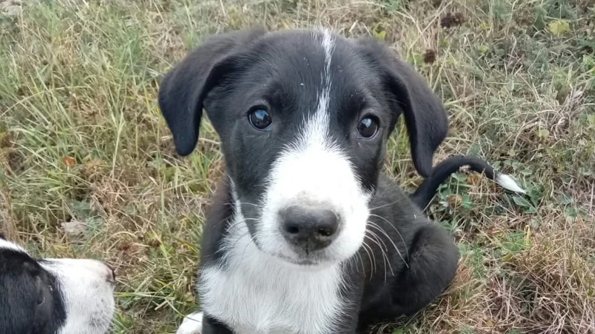 Jack, schwarz male puppy Mixed Breed for adoption at Nordic Strays e.V.