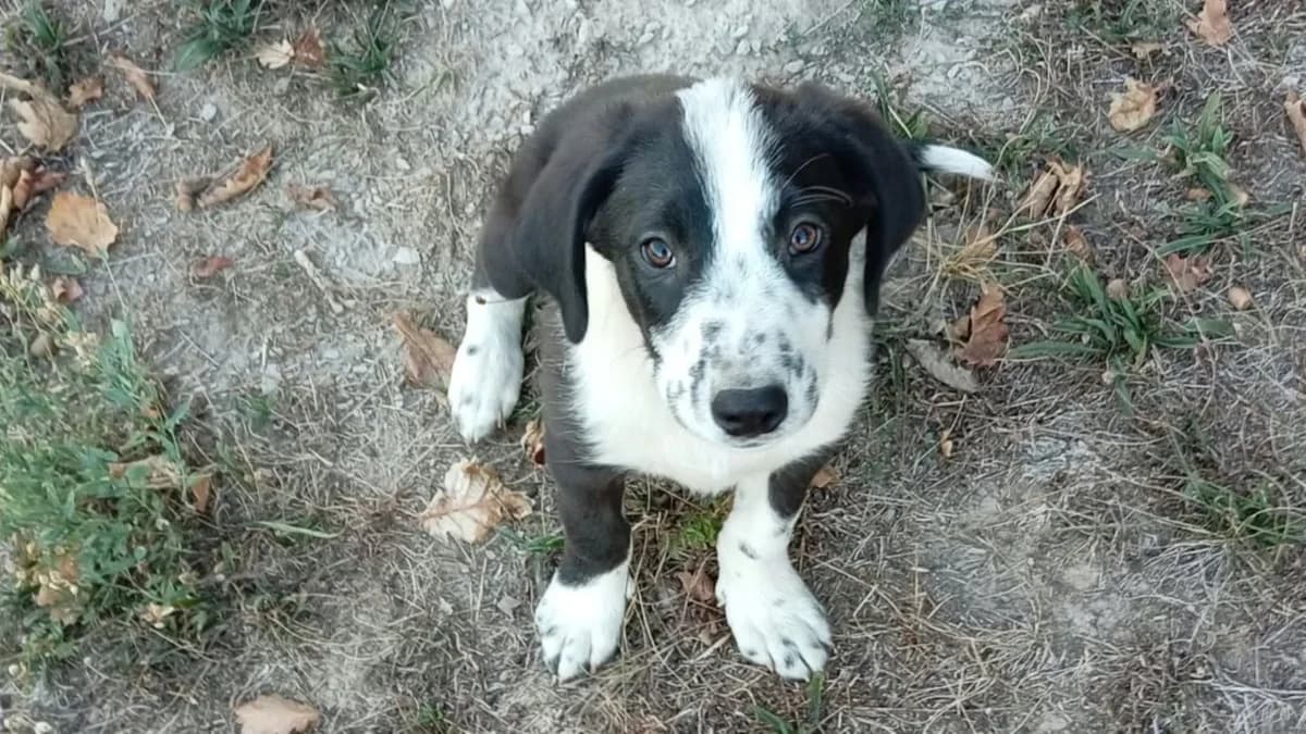Aron, schwarz male puppy Mixed Breed for adoption at Nordic Strays e.V.