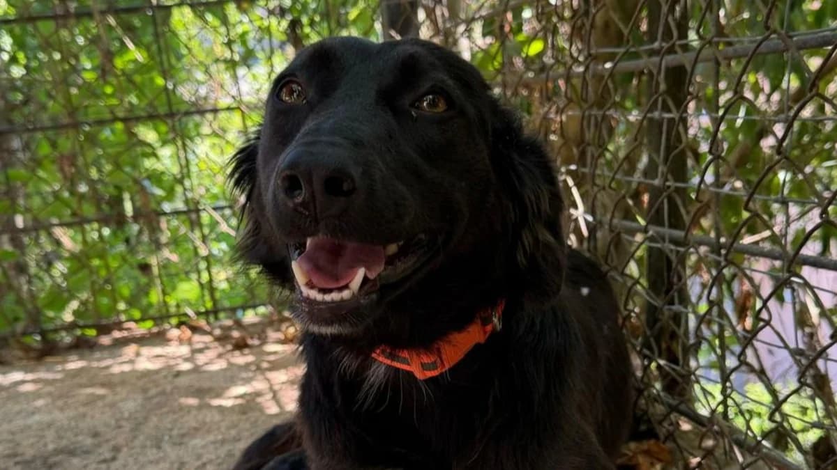 Nala, male young Mixed Breed for adoption at Nordic Strays e.V.