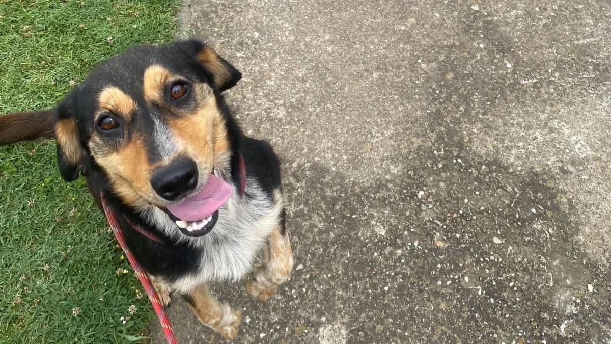 Moki, male puppy Mixed Breed for adoption at Nordic Strays e.V.