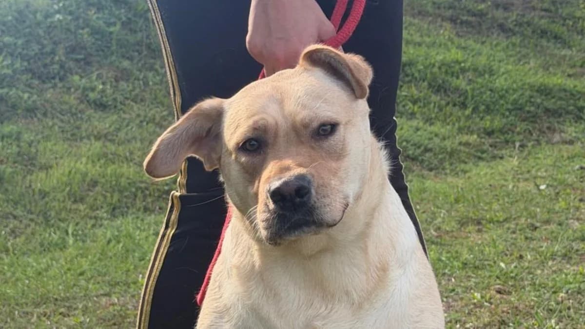 Frida, female young Labrador Retriever for adoption at Nordic Strays e.V.