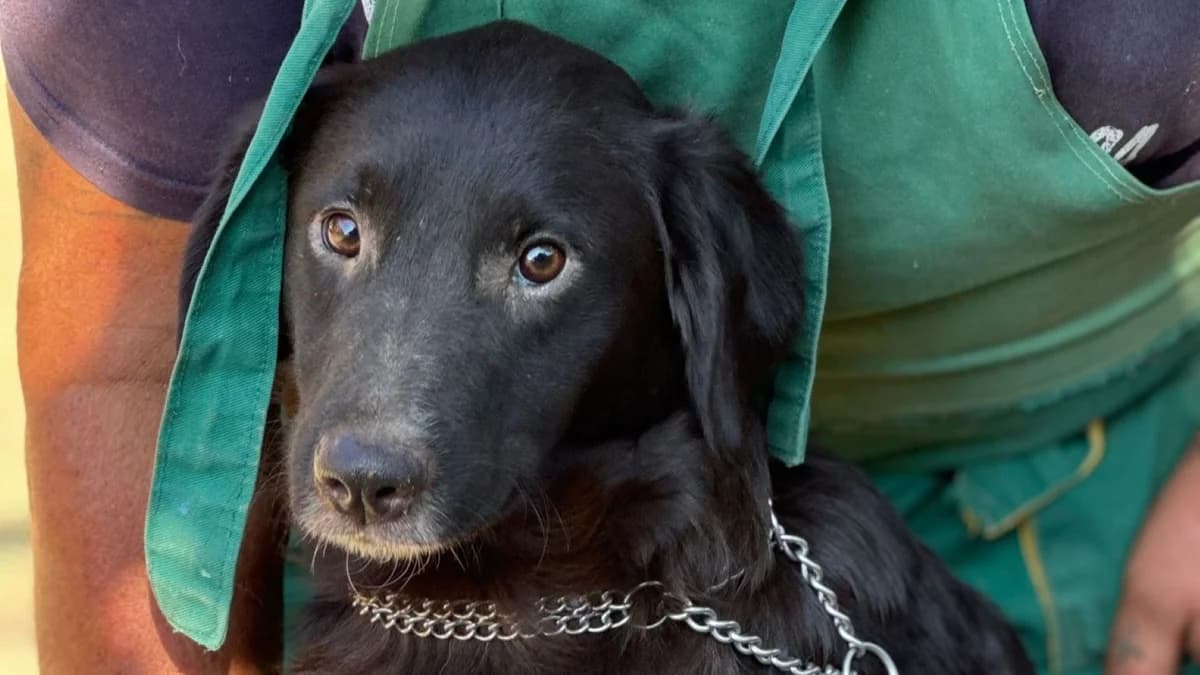 Vega, weiß male young Labrador Retriever for adoption at Nordic Strays e.V.