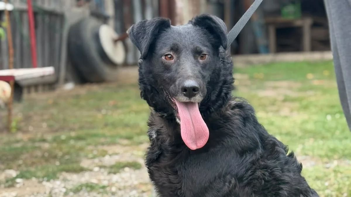 Grace, male 4yo German Shepherd for adoption at Nordic Strays e.V.