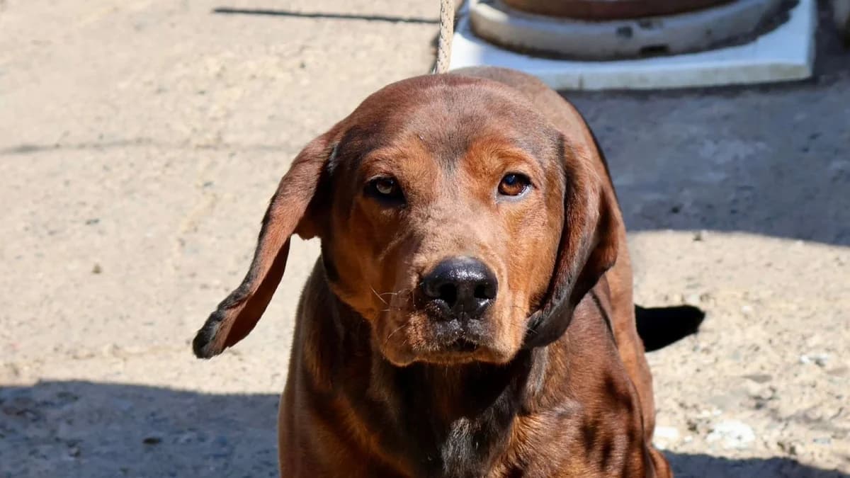 Argo, male senior Mixed Breed for adoption at Nordic Strays e.V.