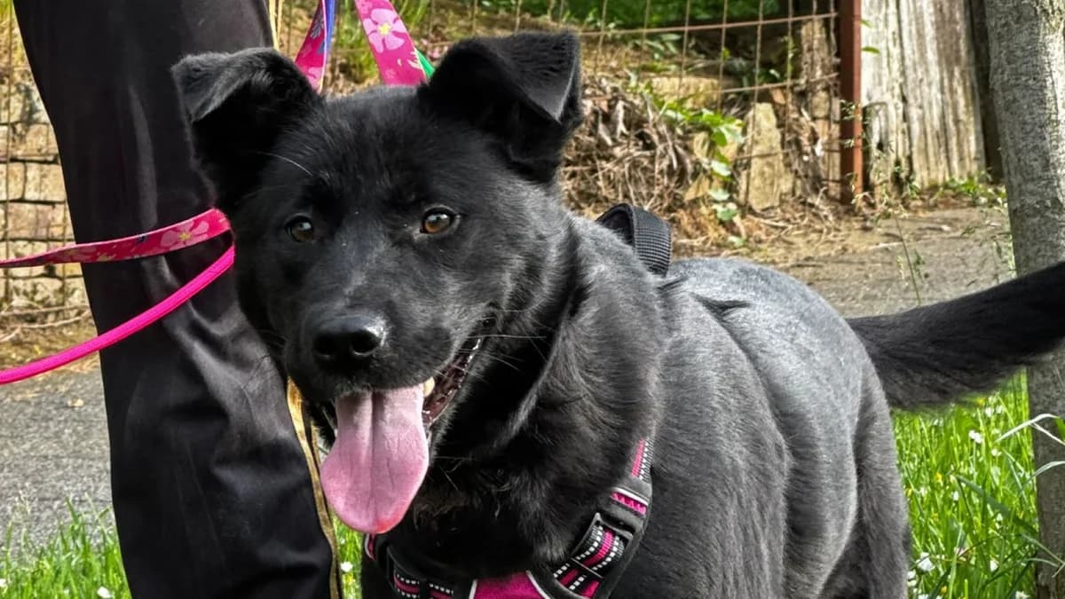 Viktorija, male senior Akita for adoption at Nordic Strays e.V.