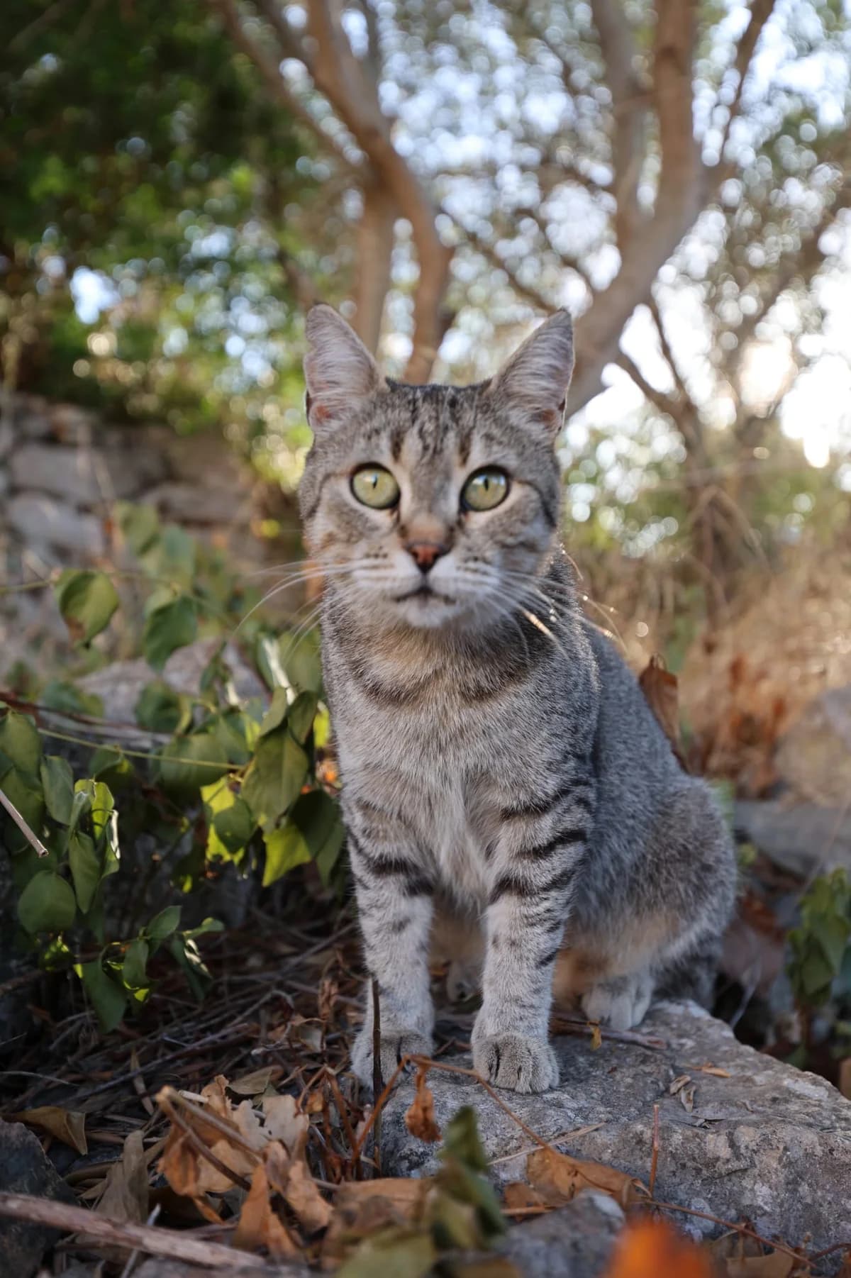 Kraljica, female Mixed Breed for adoption at Nordic Strays e.V.