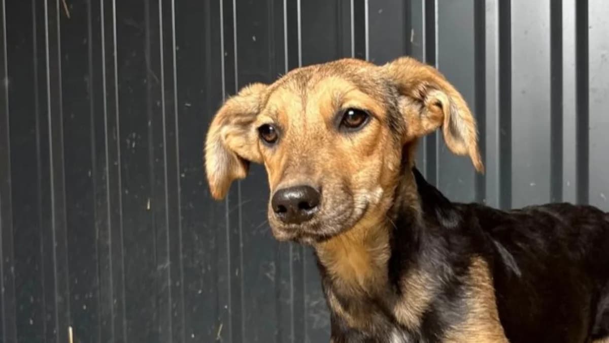Lula, schwarz male puppy Mixed Breed for adoption at Nordic Strays e.V.