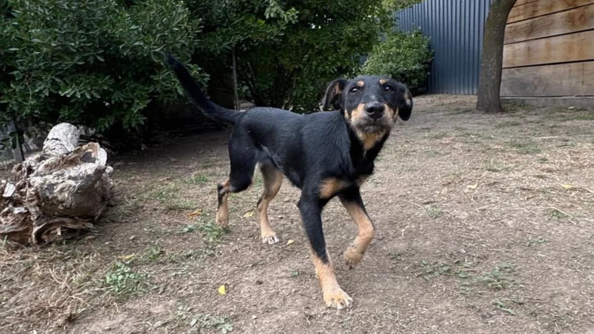 Zina, male puppy Mixed Breed for adoption at Nordic Strays e.V.