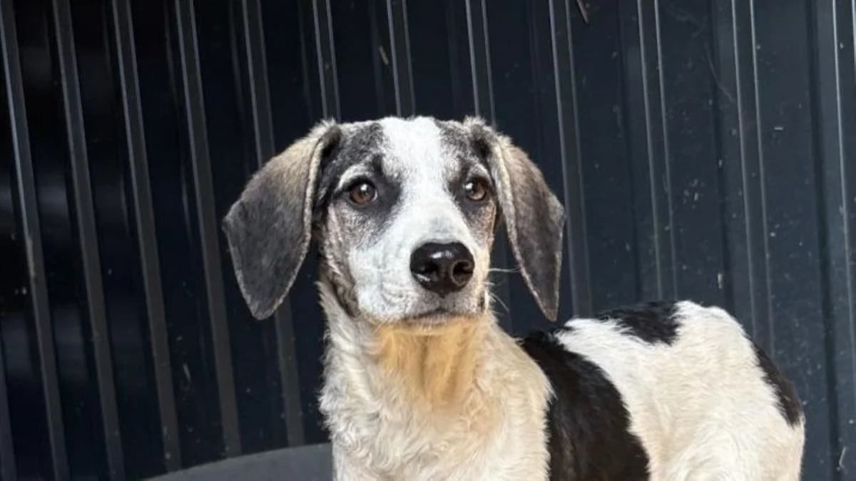 Dolly, weiΓ male puppy Mixed Breed for adoption at Nordic Strays e.V.