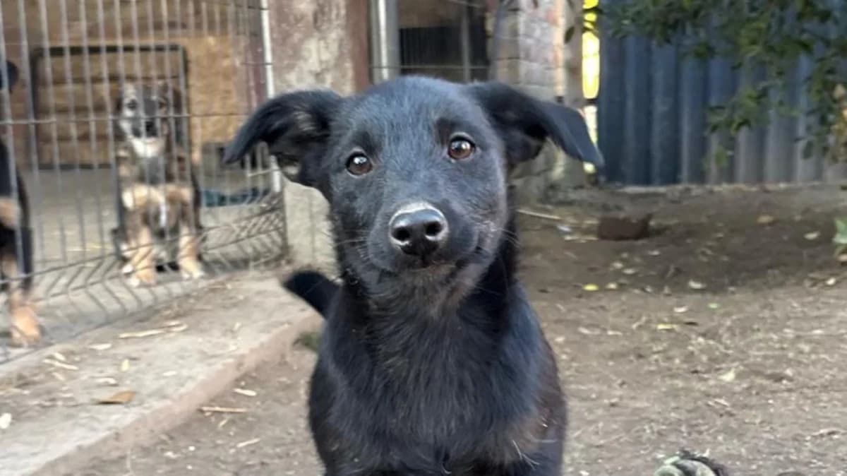 Shawn, male puppy Mixed Breed for adoption at Nordic Strays e.V.