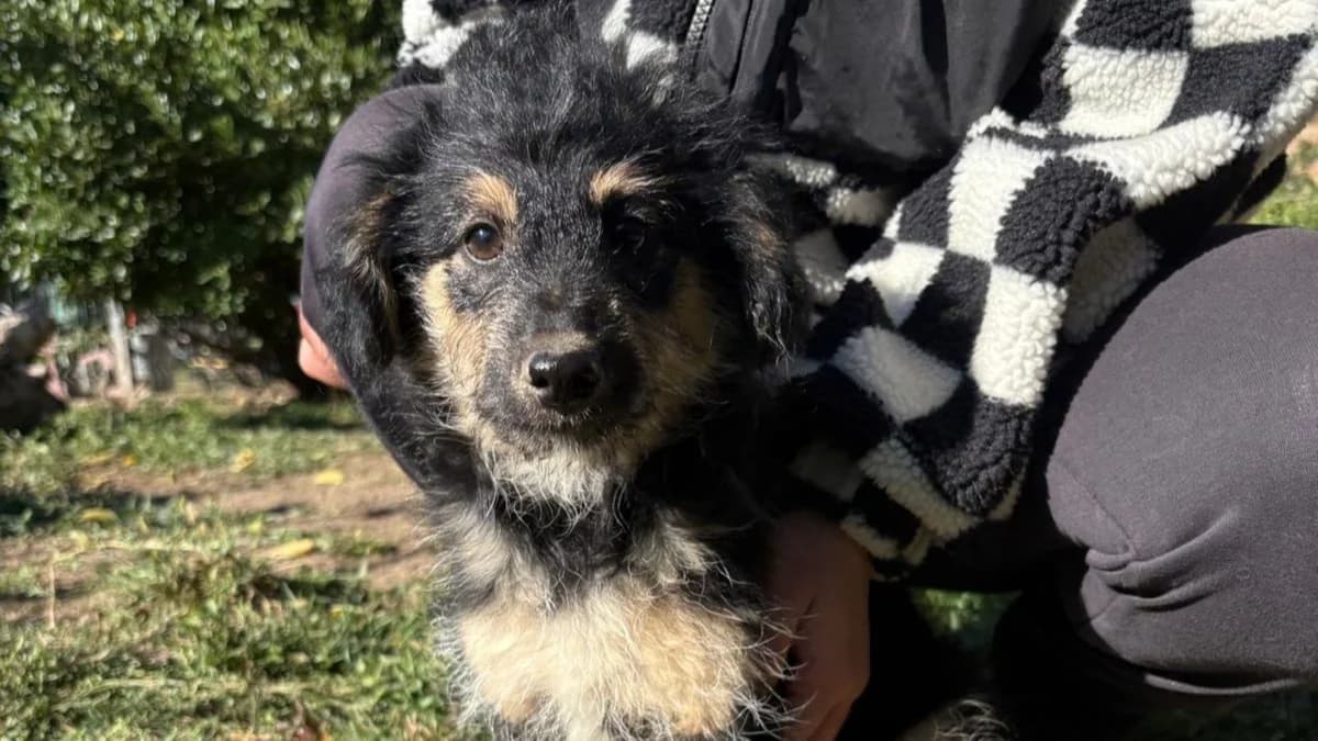 Shene, male puppy Mixed Breed for adoption at Nordic Strays e.V.
