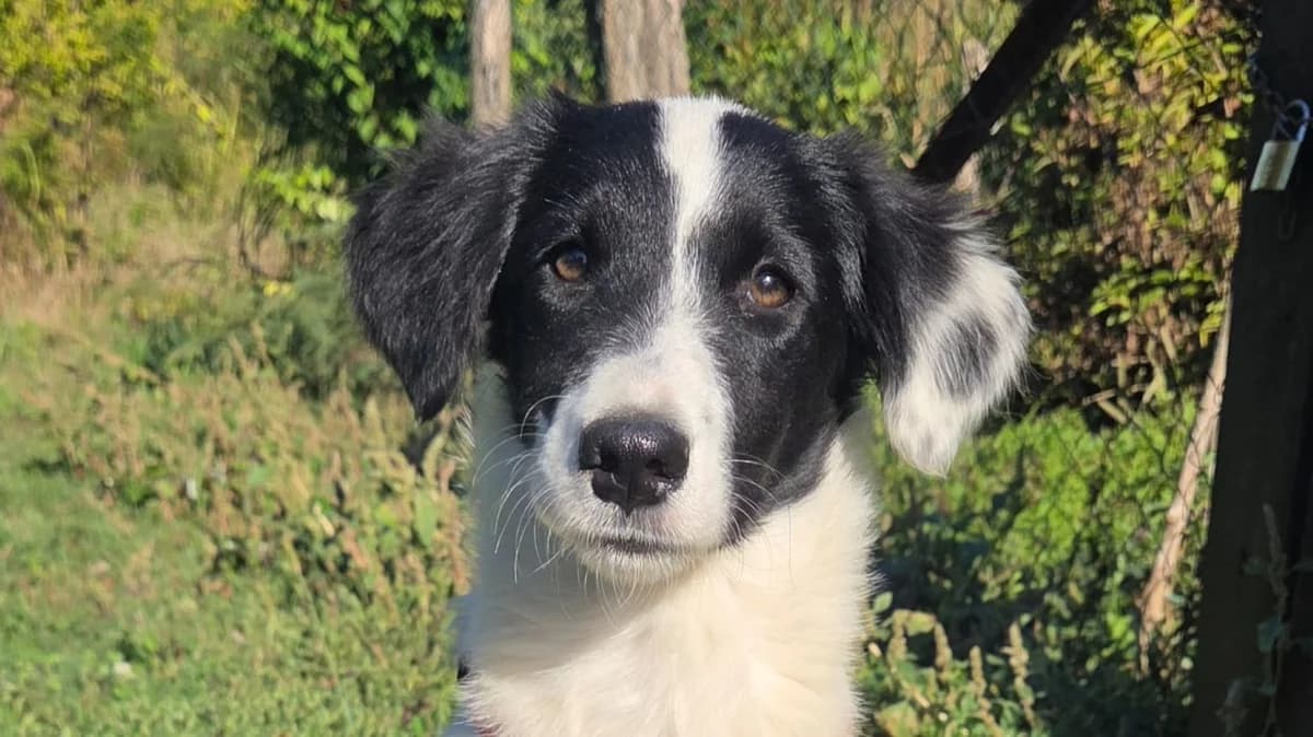 Eliza, weiΓ male puppy Mixed Breed for adoption at Nordic Strays e.V.