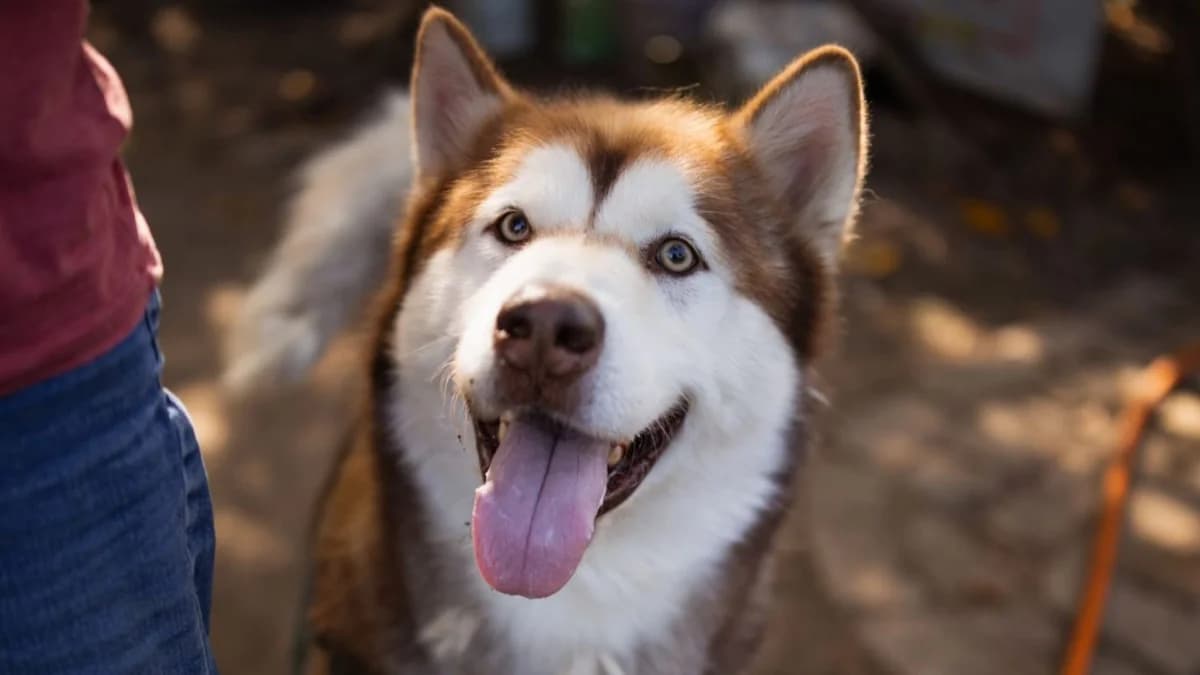 Ares, rot male 5yo Alaskan Malamute for adoption at Nordic Strays e.V.