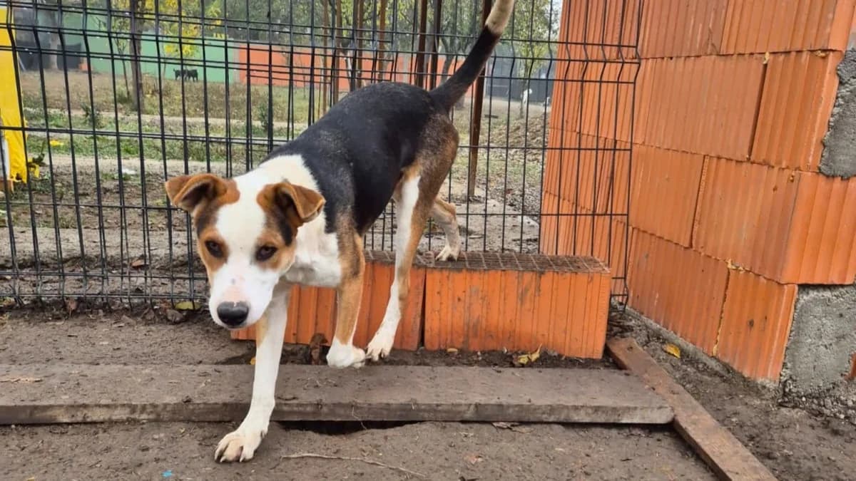 Namenspate gesucht β RΓΌde 2, male Mixed Breed for adoption at Nordic Strays e.V.