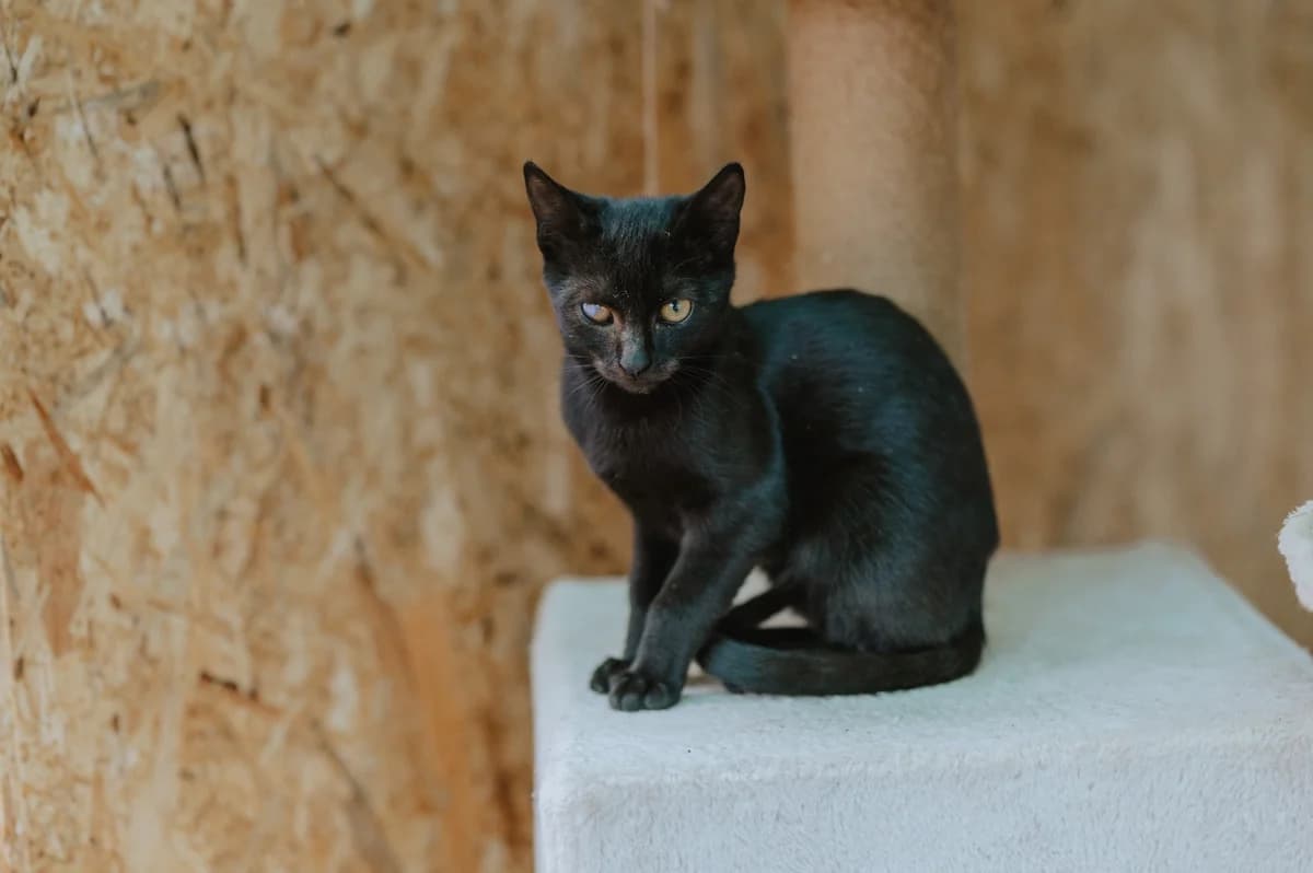 Dracula, male puppy Mixed Breed for adoption at Nordic Strays e.V.