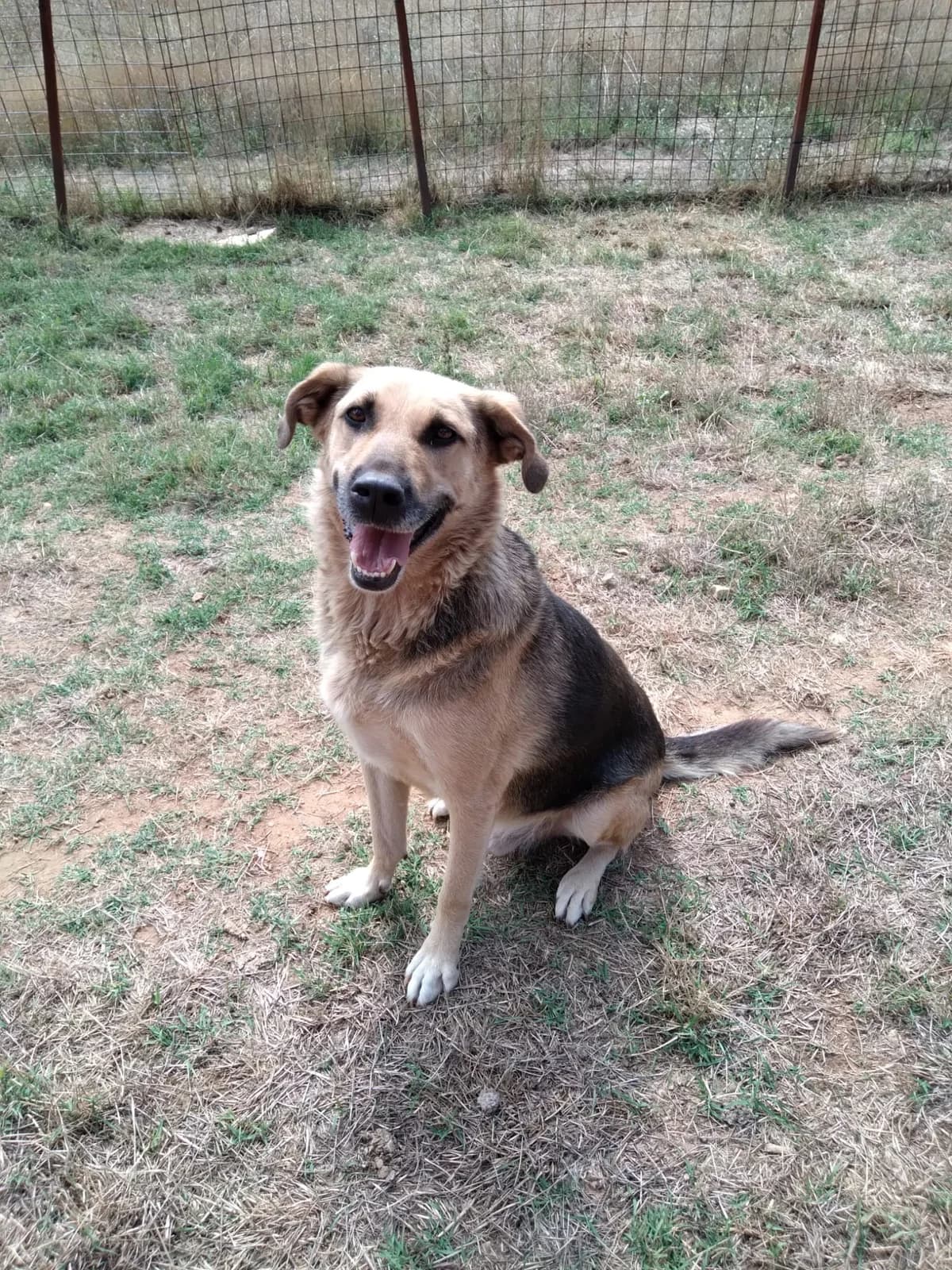 Adi, male 4yo Mixed Breed for adoption at Nordic Strays e.V.