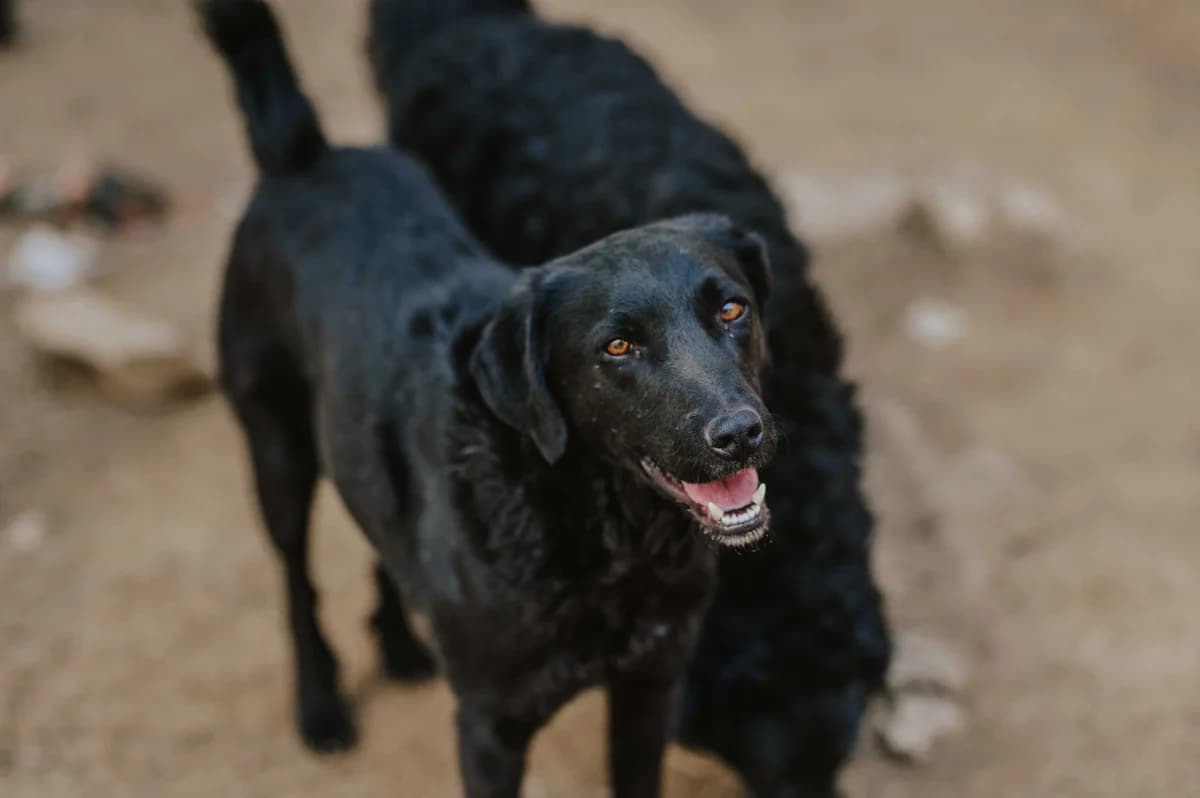 Indie, male 5yo German Shepherd for adoption at Nordic Strays e.V.