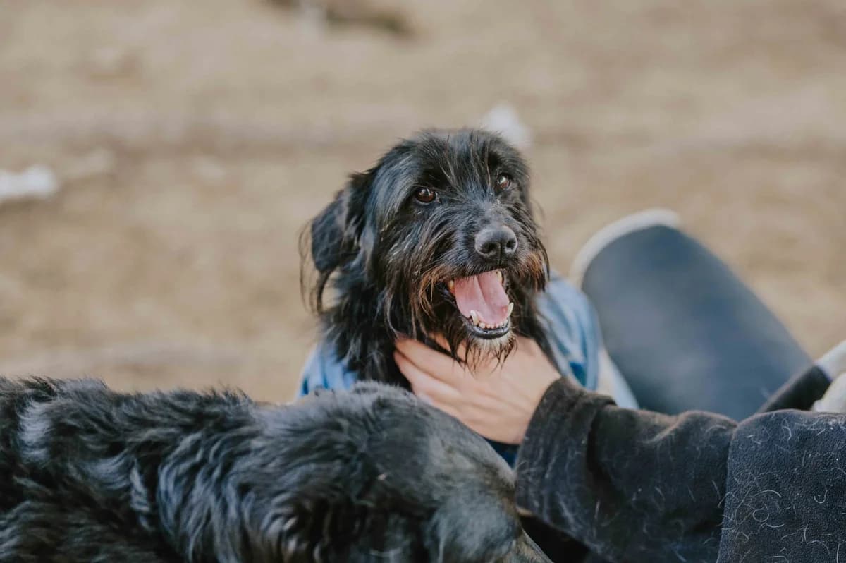 Otto, male 4yo Mixed Breed for adoption at Nordic Strays e.V.