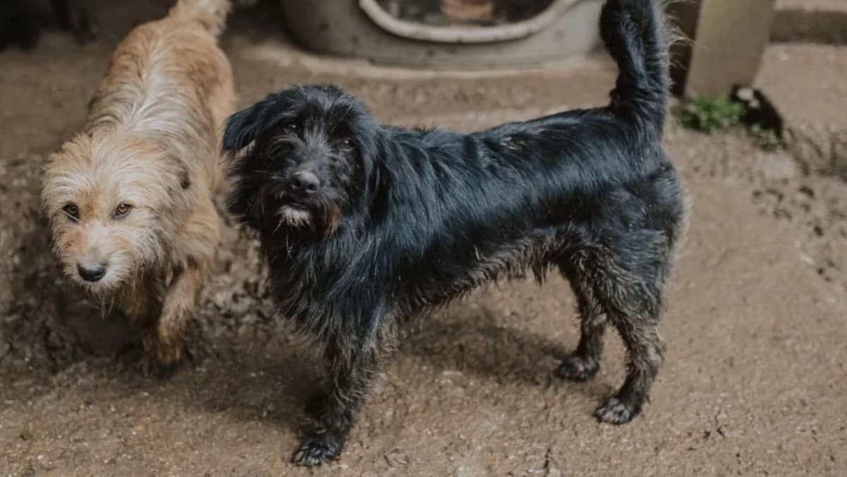 Otto, male 4yo Mixed Breed for adoption at Nordic Strays e.V.