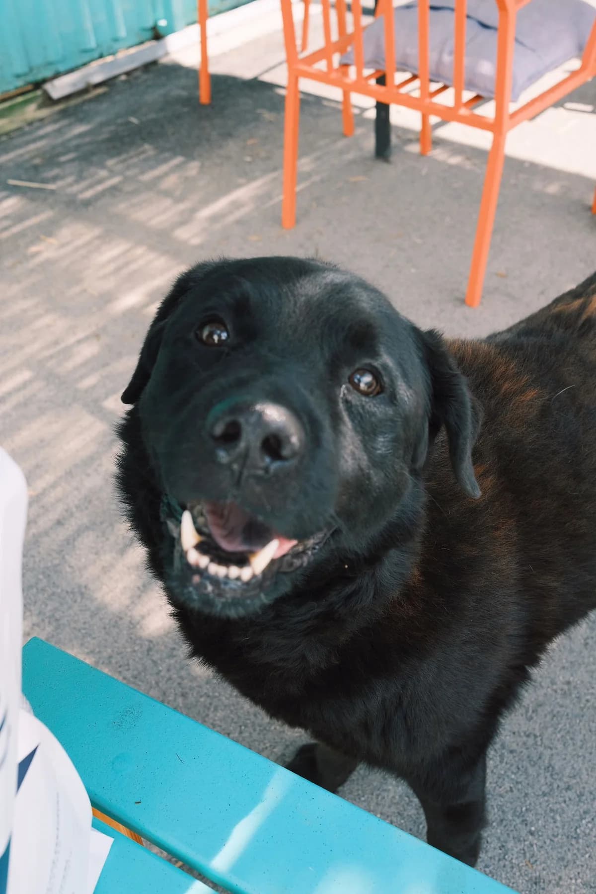 Balto, male 5yo Mixed Breed for adoption at Nordic Strays e.V.
