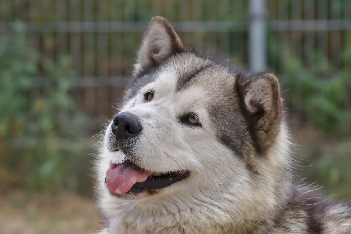 Amira, grau male senior Alaskan Malamute for adoption at Nordische in Not, Kremmen / OT Hohenbruch