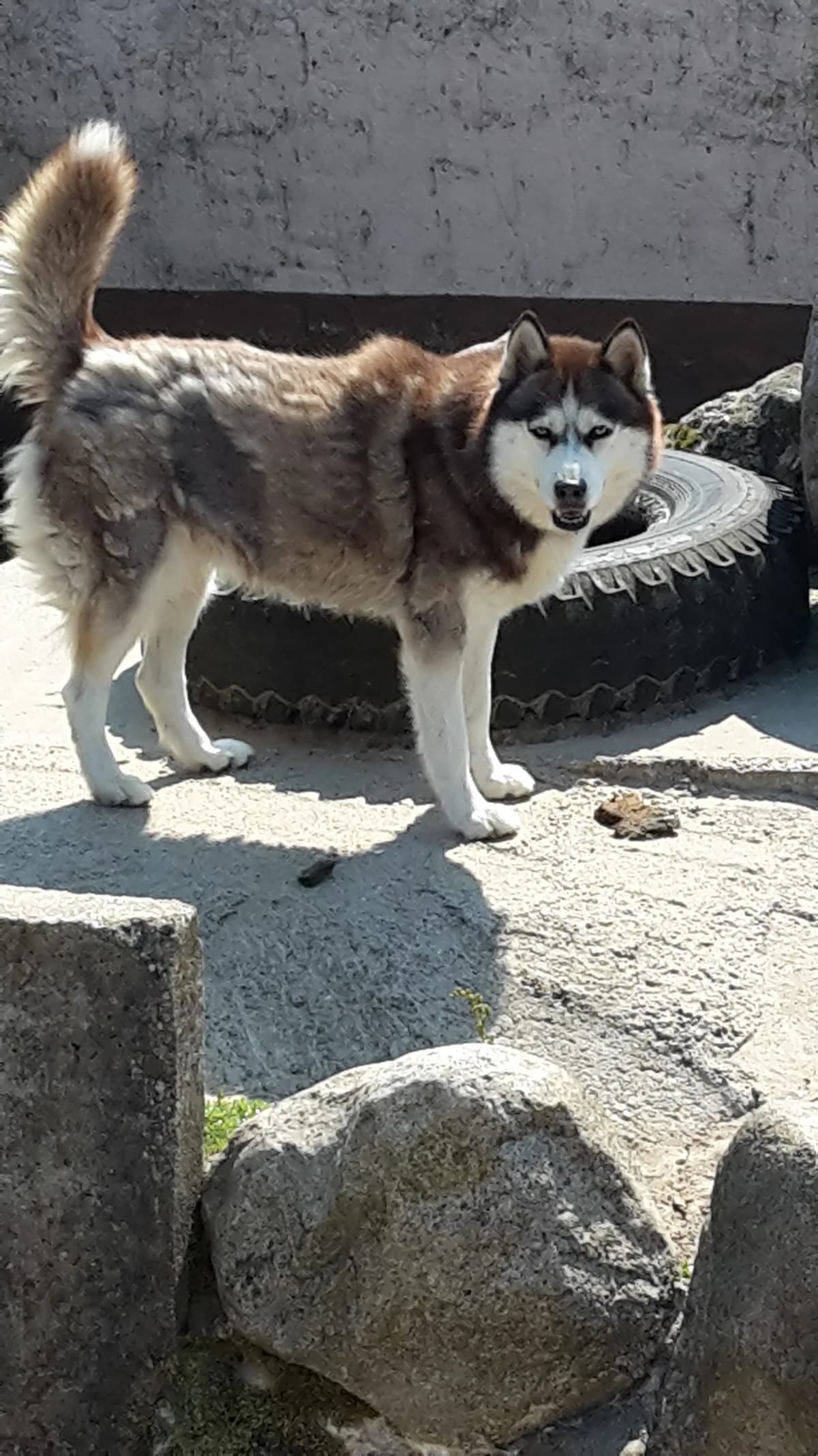 Angel, grau female senior Husky for adoption at Nordische in Not, Kremmen / OT Hohenbruch