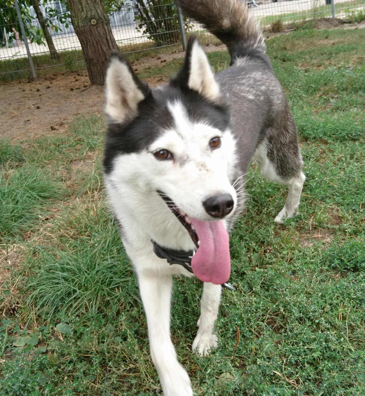 Anouki, schwarz female senior Husky for adoption at Nordische in Not, Kremmen / OT Hohenbruch