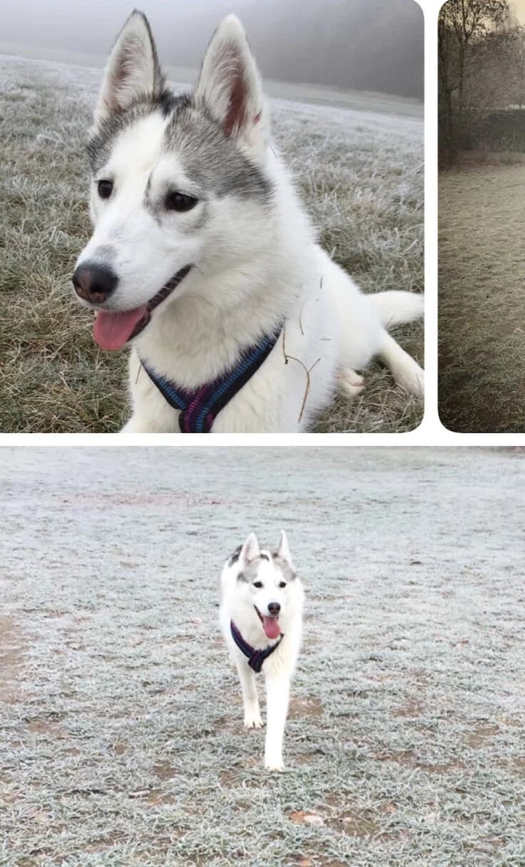 Ayra fühlt sich nun ”Pudel-wohl”, Mixed Breed for adoption at Nordische in Not, Kremmen / OT Hohenbruch